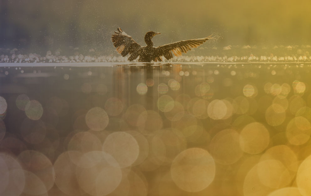 Pato em um lago com efeito de bolhas na imagem